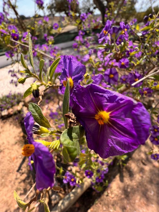 Casa Da Eira Villa Reguengos de Monsaraz Dış mekan fotoğraf
